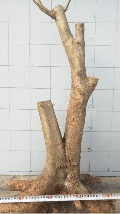 下山桩的种类和栽培方法,下山桩的最佳栽培方法