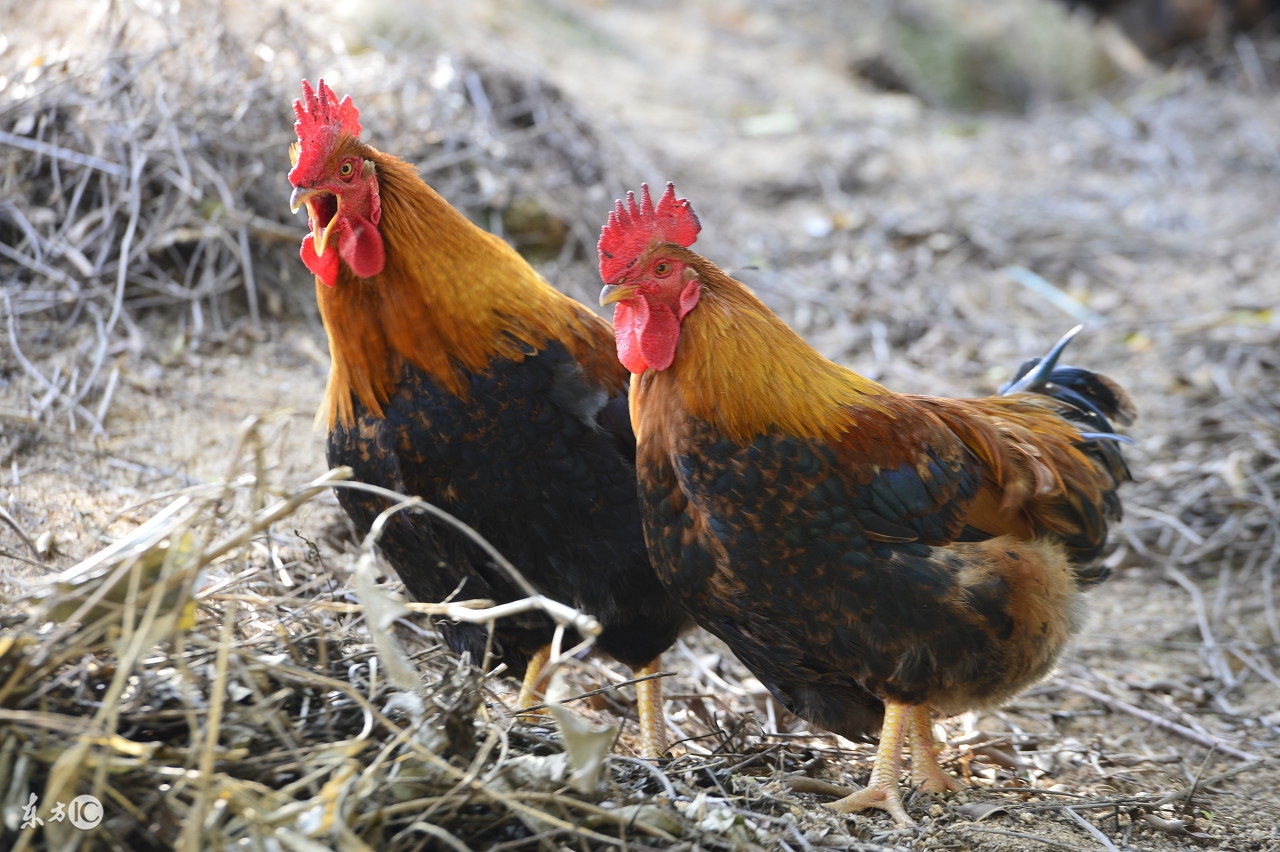 2017属鸡人全年运势农历网,属鸡在2017年每月运势