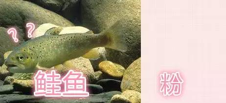 接棒原谅绿，鲑鱼粉怕是下半年最火的颜色！