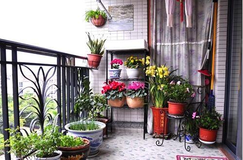 阳台无土种植效果如何,阳台无土栽培种菜十大危害