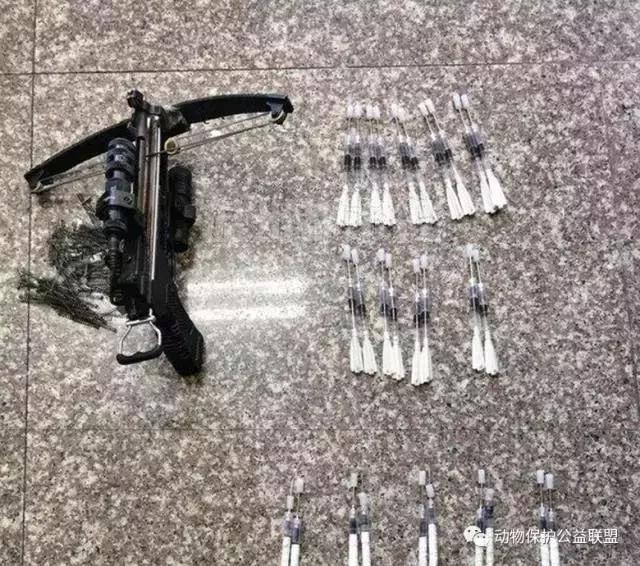 琥珀胆碱偷狗,琥珀胆碱对狗的危害