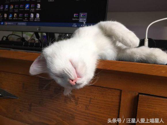 养两只猫咪什么体验,家里养个宠物猫是什么样的感觉