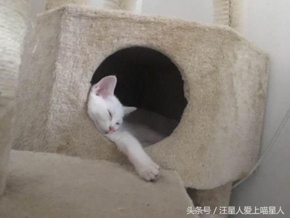 养两只猫咪什么体验,家里养个宠物猫是什么样的感觉