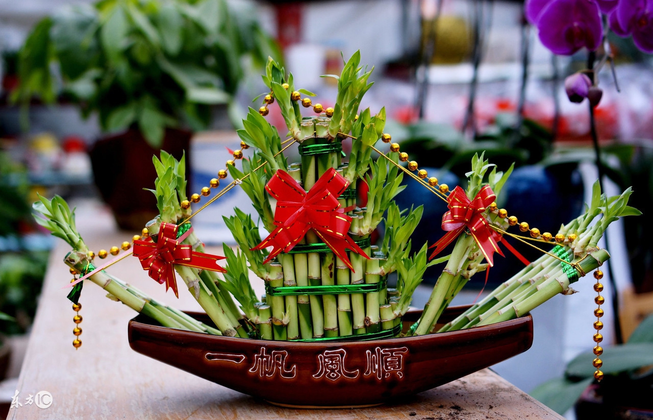 4招教您在家中摆放这些植物,旺财又助运!