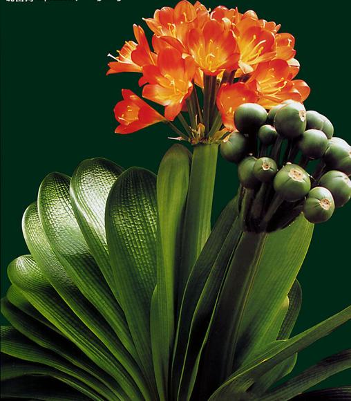 君子兰的养殖方法怎么养才茂盛,开花君子兰的养殖方法和注意事项