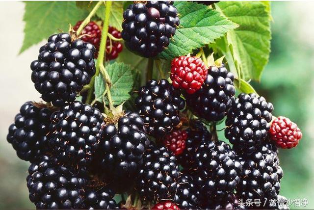 白发越来越多教你一招白发变黑发,白头发染黑天然方法