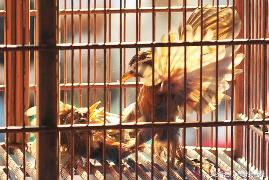 打架最厉害六种画眉鸟,什么鸟打架最厉害