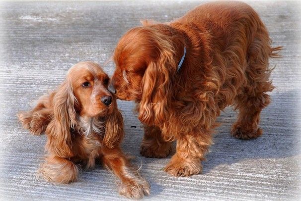 七种可爱狗狗,非常忠诚温顺的十种狗