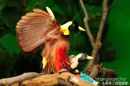 大卫爱登堡2024,美得令人窒息英文