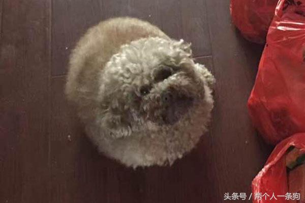 邻居看到女子养泰迪经常买宠物用品送她，女子连收三个月后报警