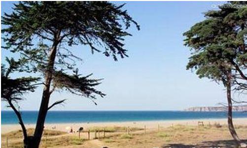 火烧过的树木还能不能用,树木燃烧灭火方式