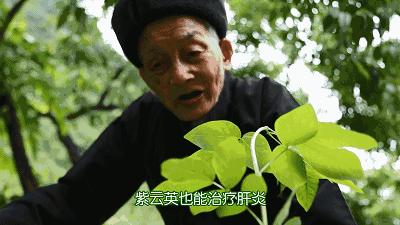 蟑螂的神奇治疗功效,蟑螂那么多用什么药治