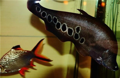 七星刀鱼不爱动不吃食,七星刀鱼为什么叫七星刀