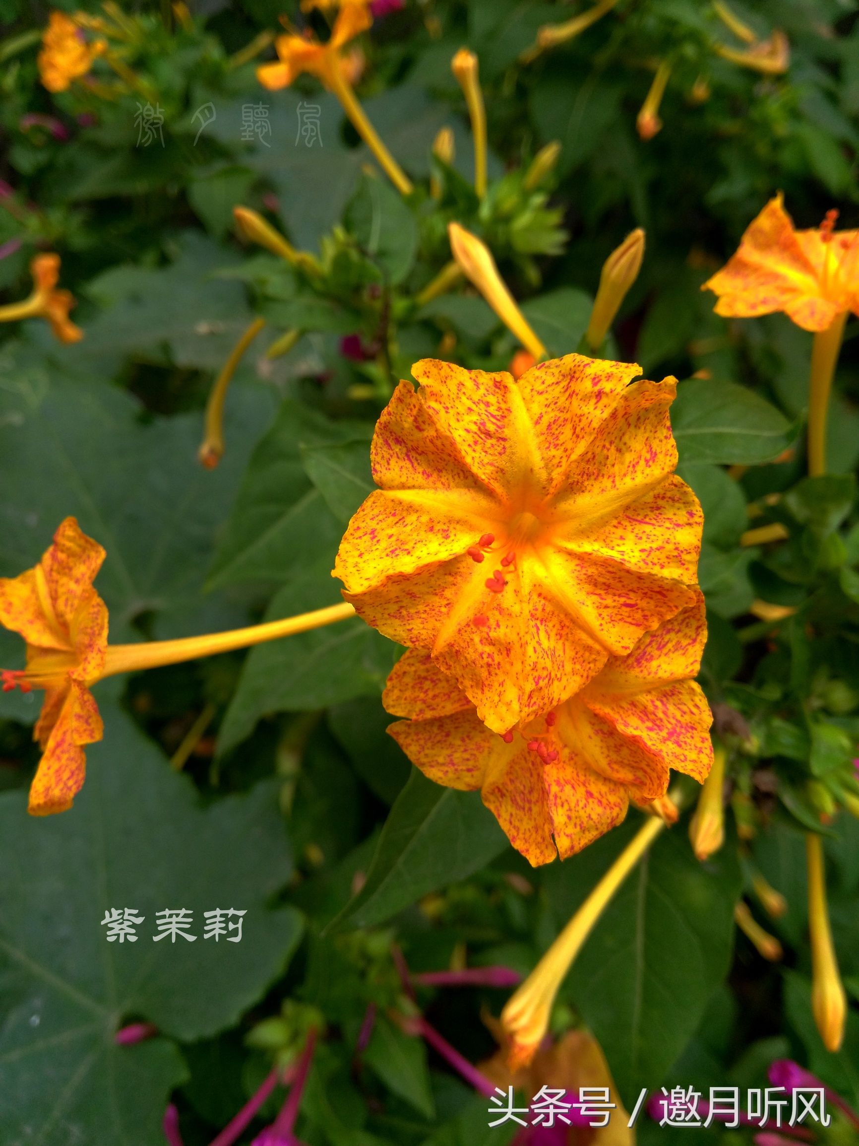 质朴玲珑——紫茉莉