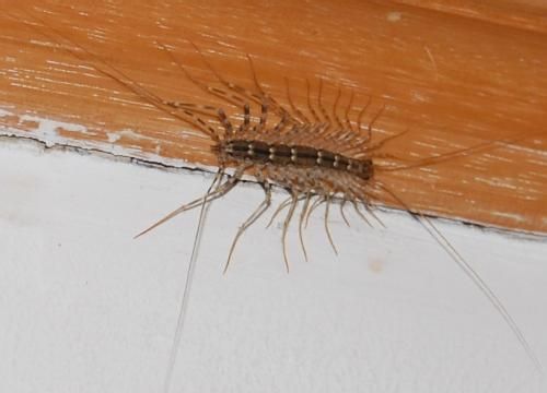 常见的大虫子科普,盘点那些你没见过的虫子