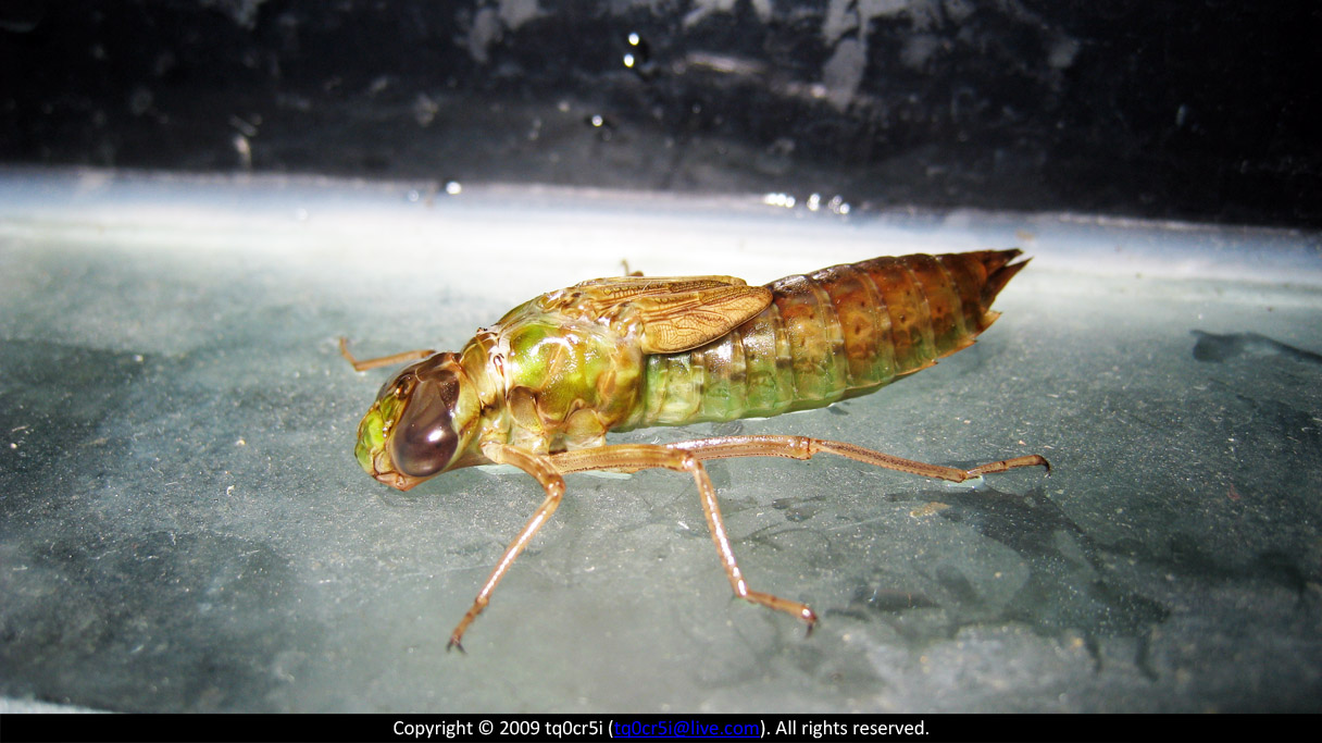 常见的大虫子科普,盘点那些你没见过的虫子