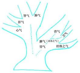 说话有气无力属于气虚吗,说话上气不接下气要怎么调理身体
