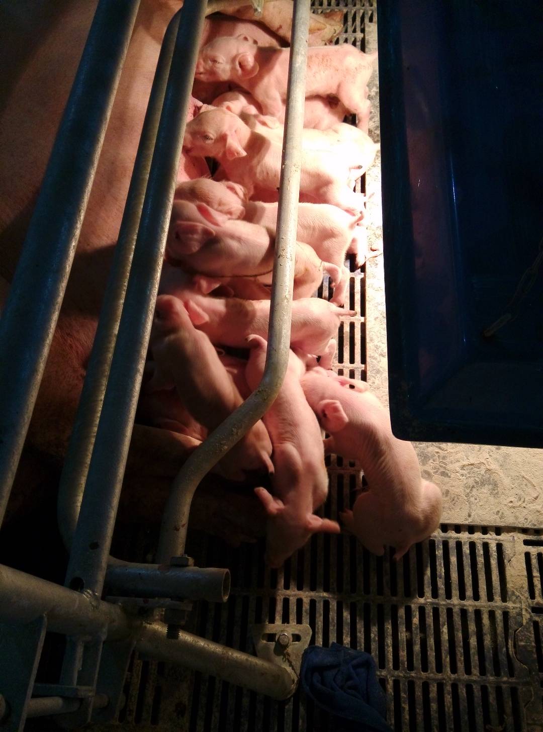 母猪难产原因分析及解决方案