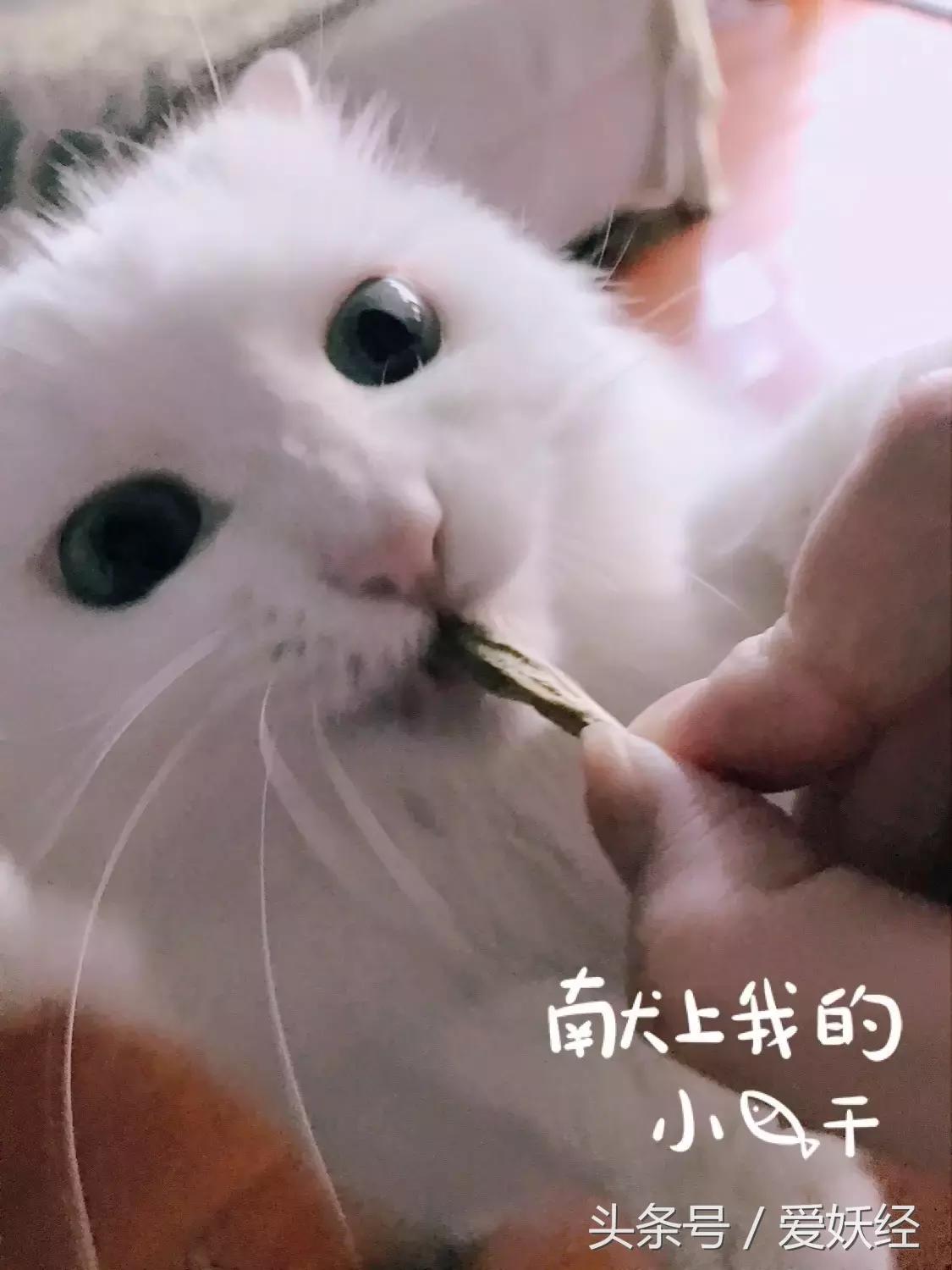 对猫咪真正有用的化毛产品,爱妖经