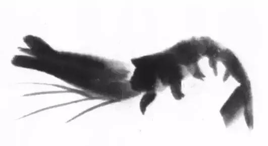 怎么临摹齐白石画的虾教程,齐白石虾的画法教程