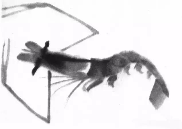 怎么临摹齐白石画的虾教程,齐白石虾的画法教程