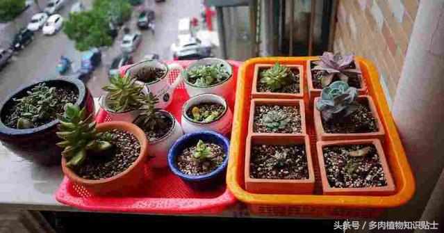 多肉植物怎么养才能活得更好呢,多肉植物养不活