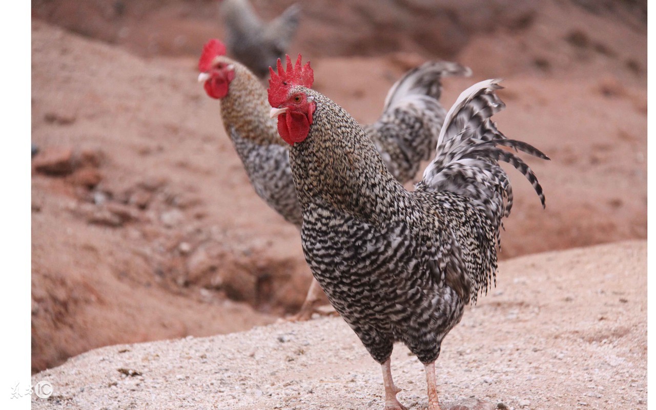 漳州野生放养土鸡,野生放养土鸡