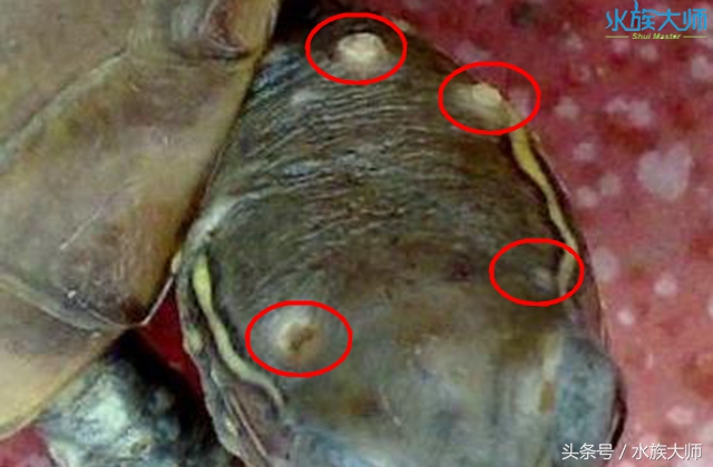 龟的头部有白色的分泌物怎么清理,龟的头上长白色颗粒怎么治疗