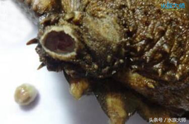 龟身上起白点怎么治,龟的头部有白色豆腐渣用什么药好