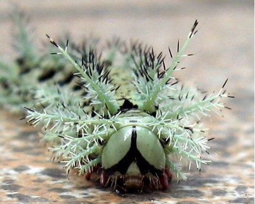 常见的大虫子科普,盘点那些你没见过的虫子