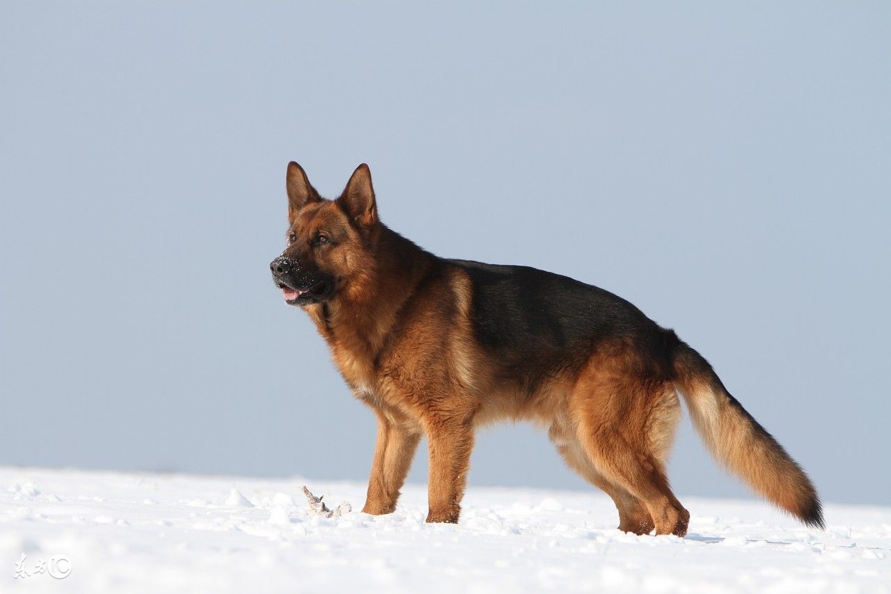 德牧的正确的饲养方法,刚生产完的德牧老母狗如何饲养