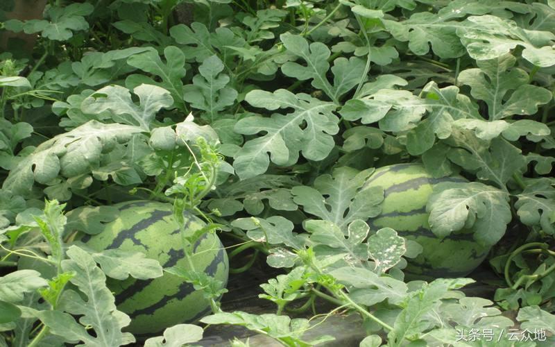 西瓜粉虱,西瓜白粉虱怎么彻底消灭