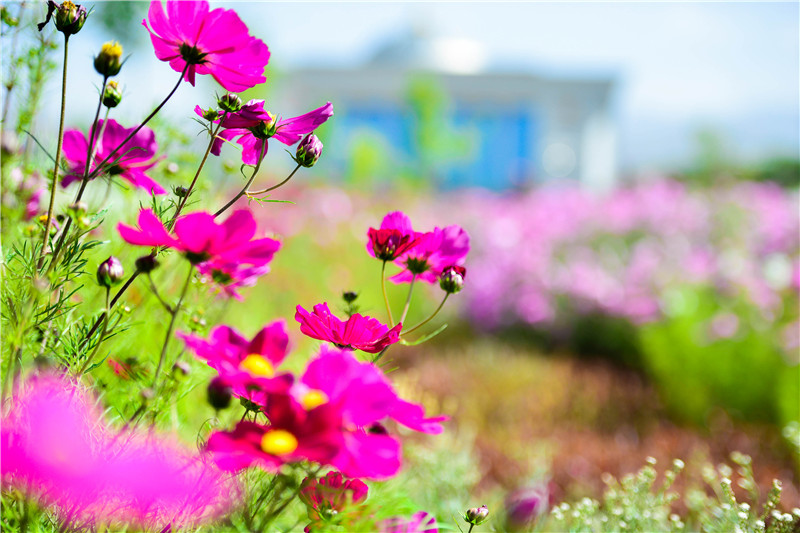 肃北七彩花海,肃北百亩花海在哪里