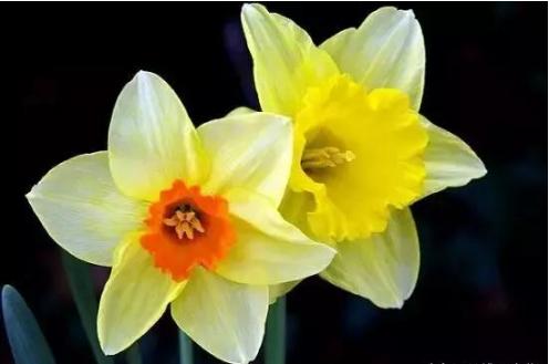 人民币花卉图案水印,人民币上的图案关于花卉的介绍