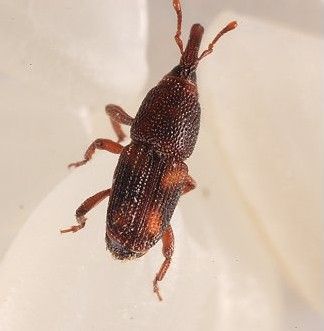 常见的大虫子科普,盘点那些你没见过的虫子