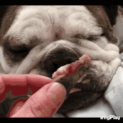 纯种英斗吃什么,英斗吃啥