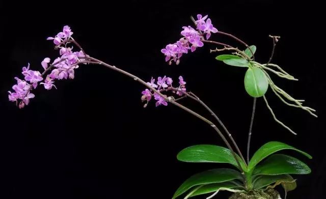 兰花进化的秘密,兰花进化的百年谜团