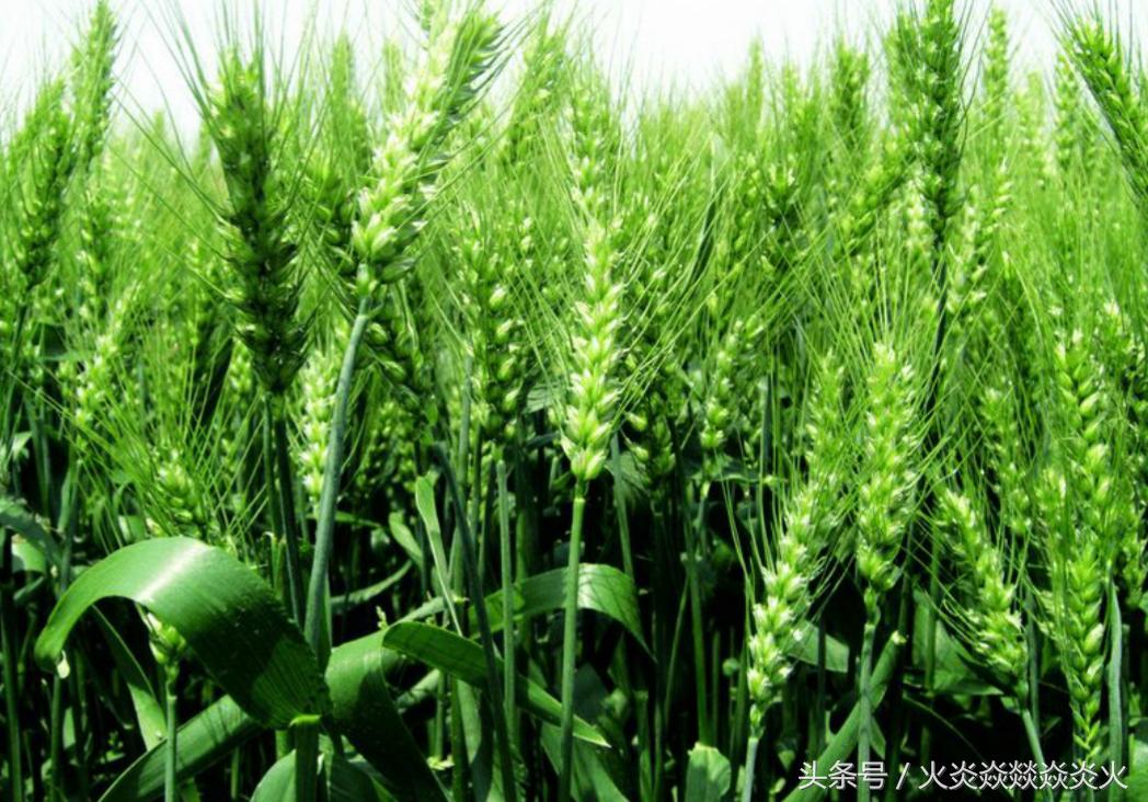 小麦包衣助高产,小麦投入与产出