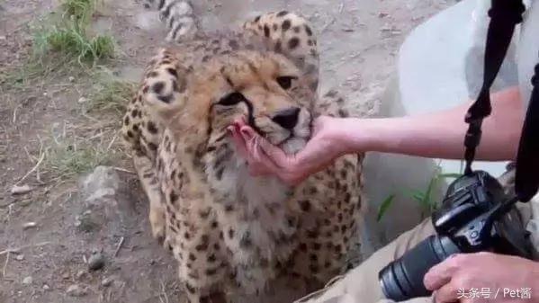 摄影师野外河边拍摄野生猎豹,野生猎豹和人类亲密接触