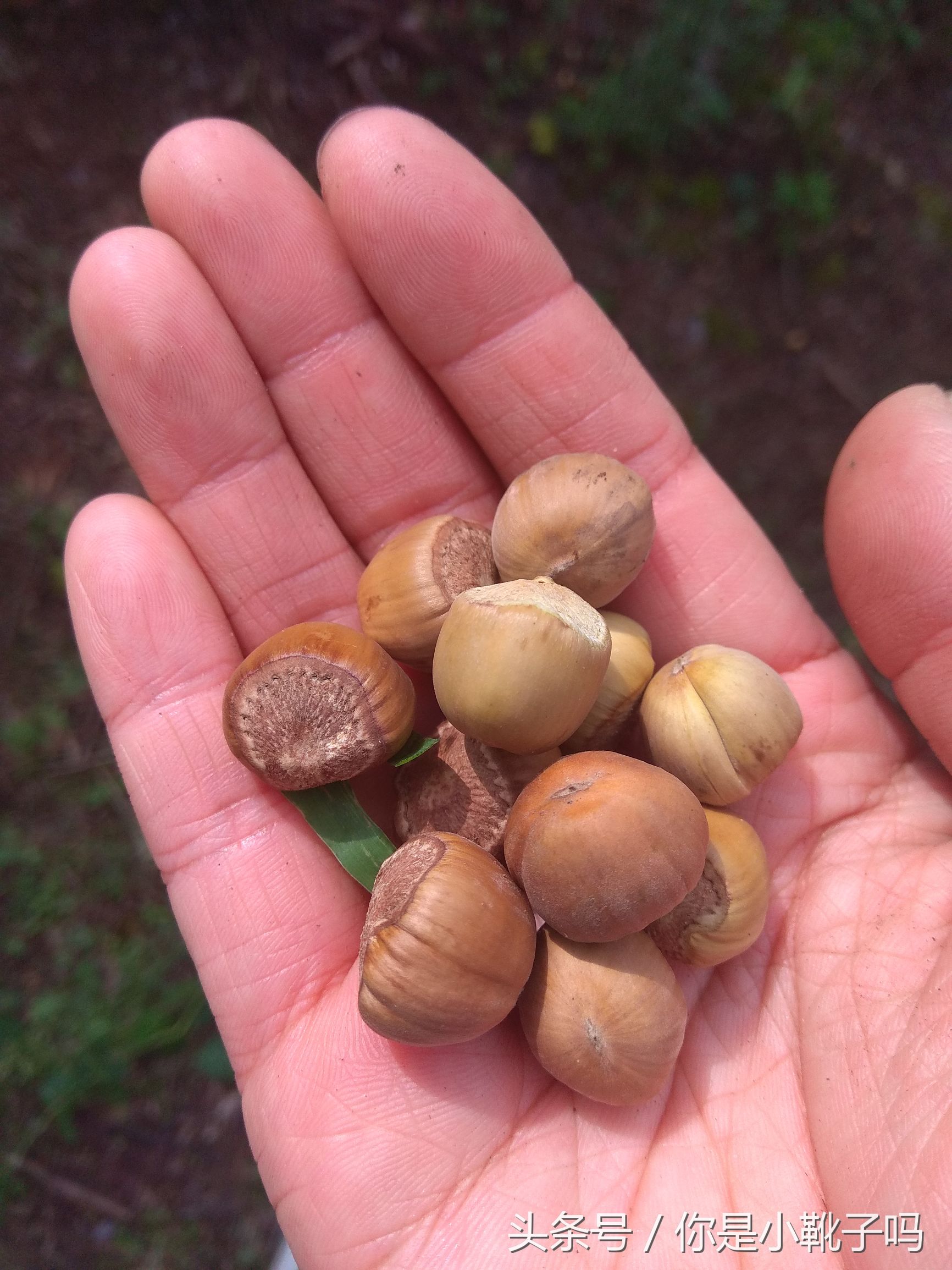 一年一次的榛子采摘又开始啦,榛子这样的坚果采摘非常麻烦