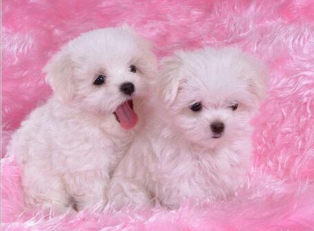 给狗狗穿鞋的感受,给狗狗穿鞋到底好不好呢视频