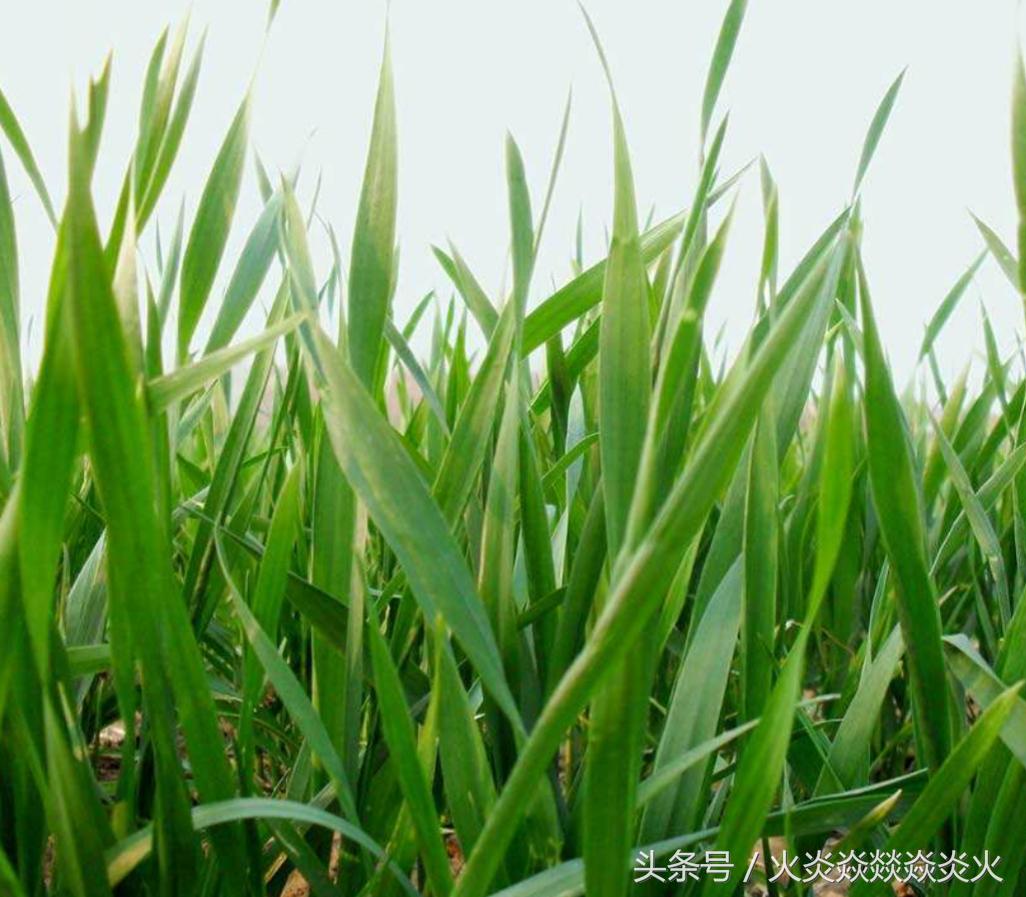 小麦包衣,小麦种包衣