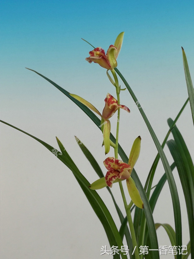 蝴蝶兰优雅唯美,兰花欣赏四季兰