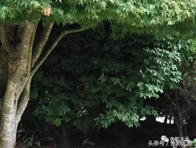 关于尼康d850的一些问答,尼康d850买回来怎么打开