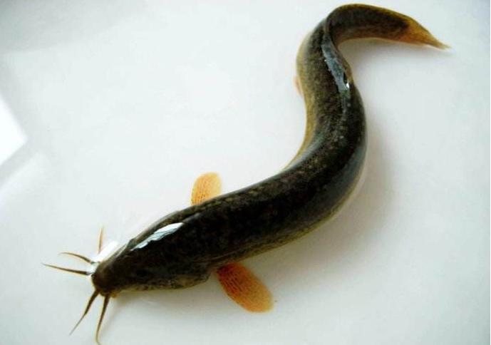 青鱼草鱼鲢鱼鳙鱼被称为四大家鱼,河鱼鲢鱼大头鱼有什么区别