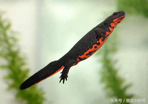 在闽南不仅有四脚蛇，还有四脚鱼，也叫“中国火龙”！