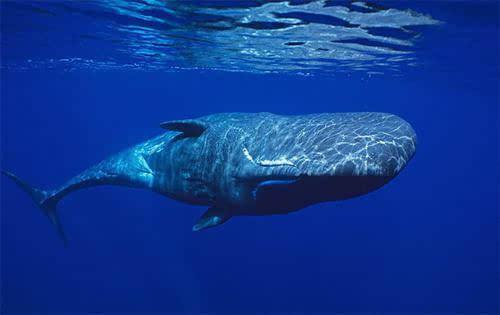 鲸鱼和其他动物的大小对比,鲸鱼和各种动物