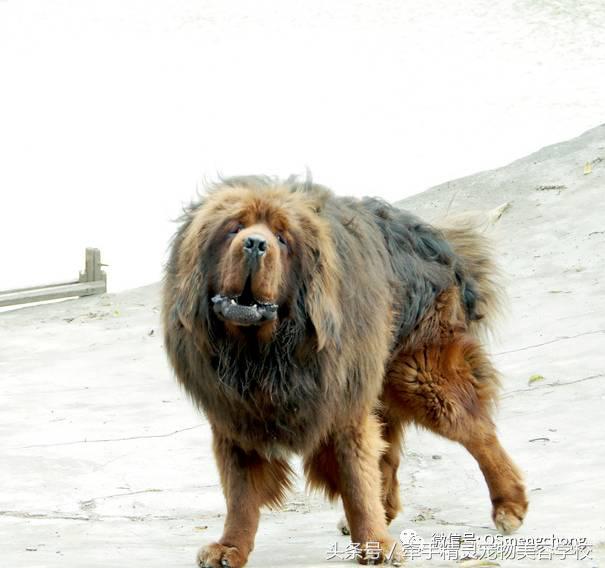 藏獒百科知识,藏獒最怕的犬种