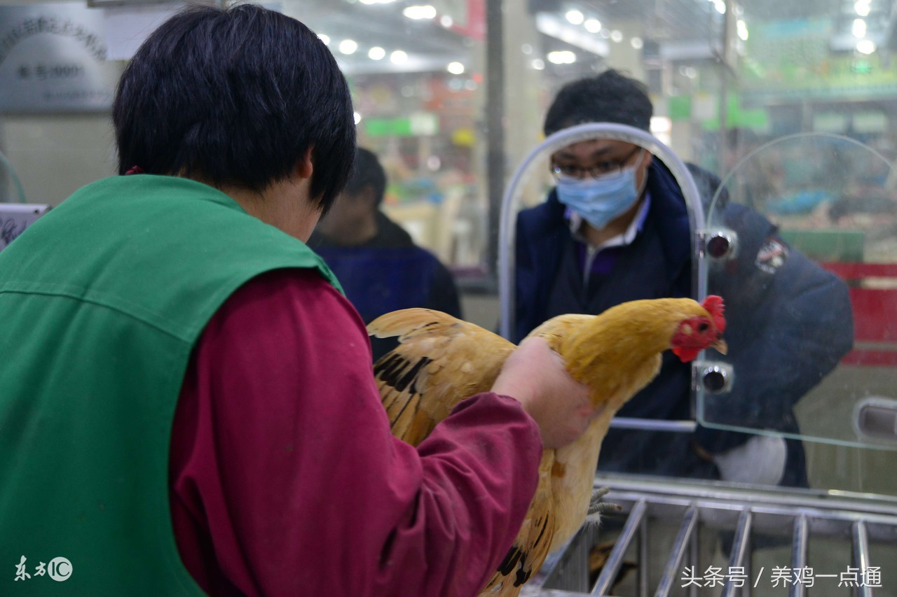 做兽医怎么样,做兽医要什么条件