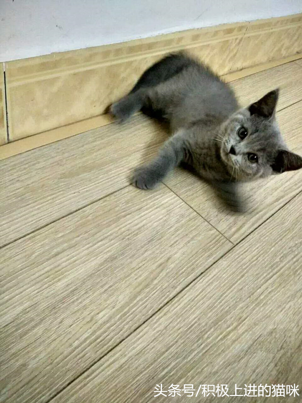 猫咪有隐睾是什么毛病,猫咪隐睾在腹腔内并萎缩怎么办